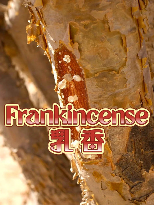 香道|每天认识一种香料 乳香